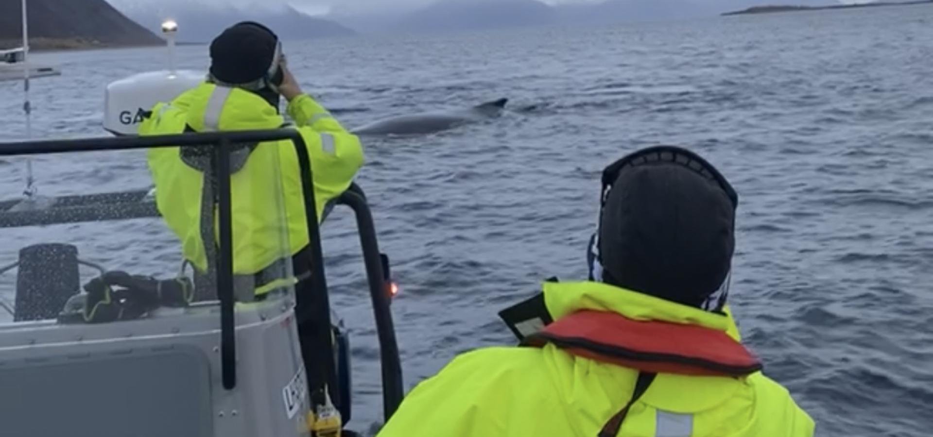 Whale watching with Reisafjord Xperience