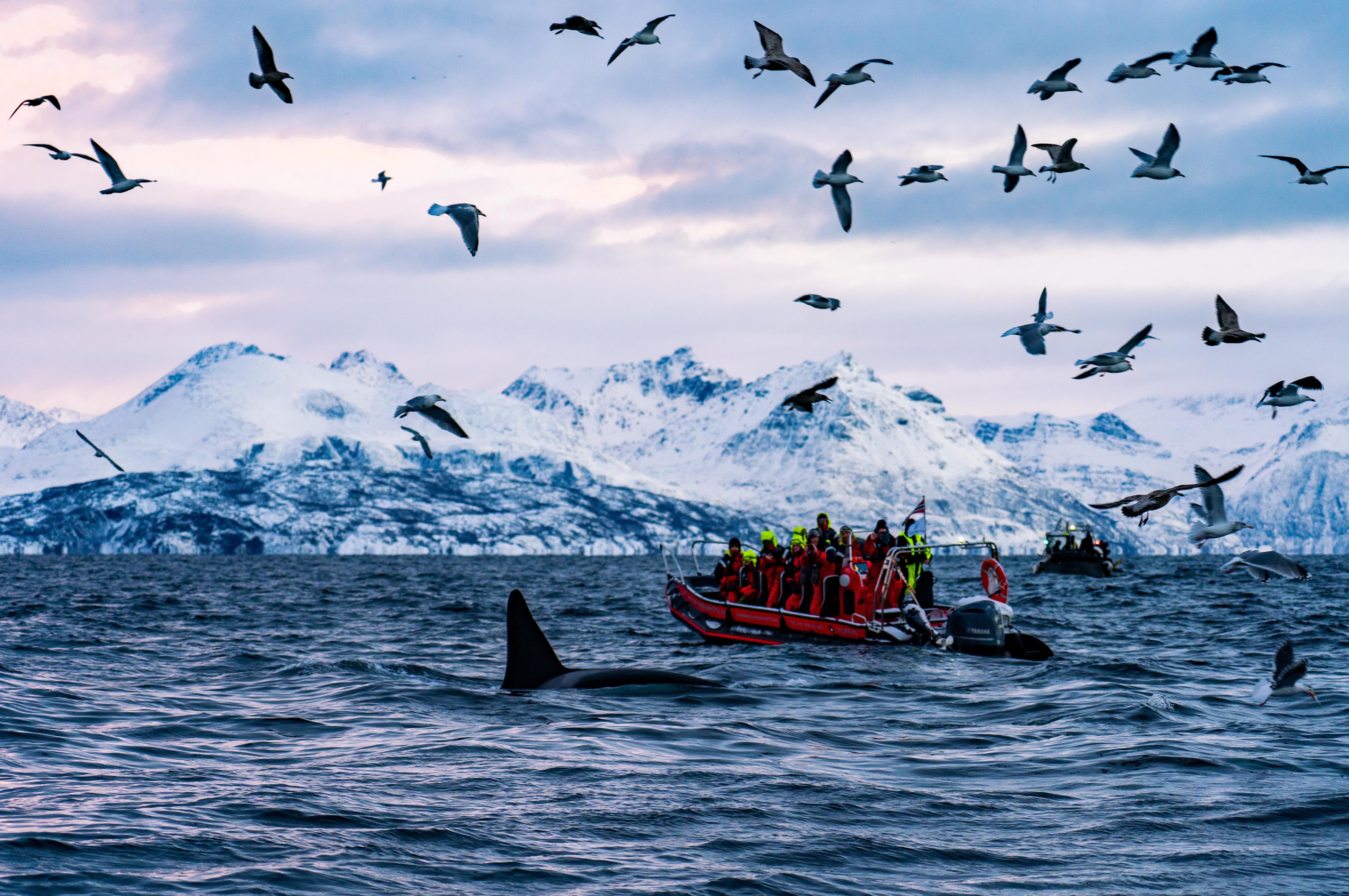 A RIB boat on the fjord with a whale swimming in front. Just outside Skjervøy