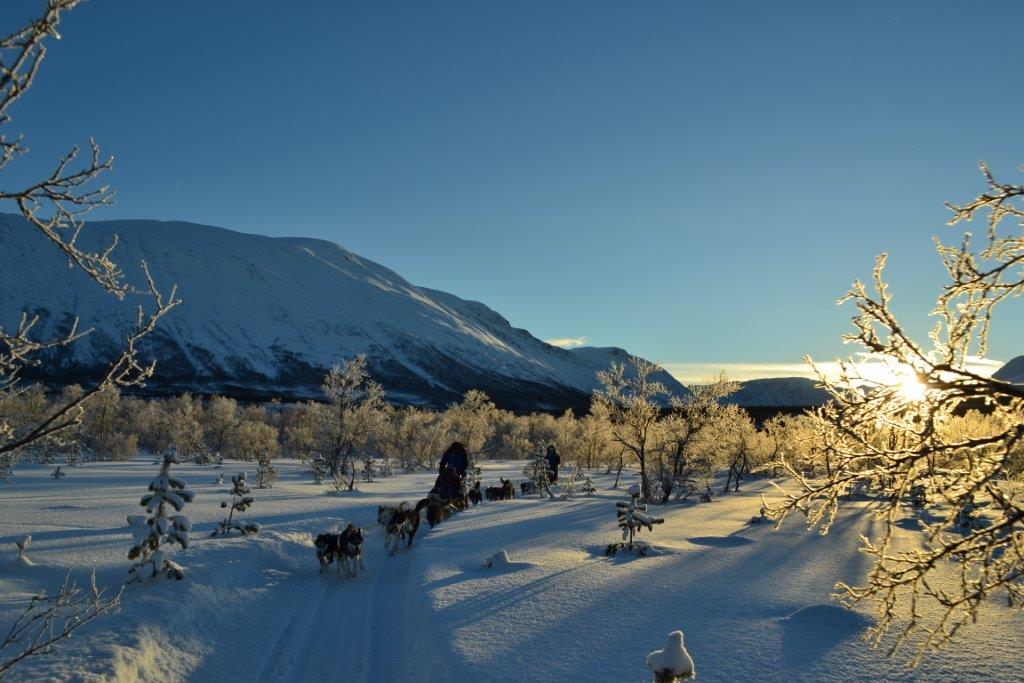 Dog sledding in low sunlight