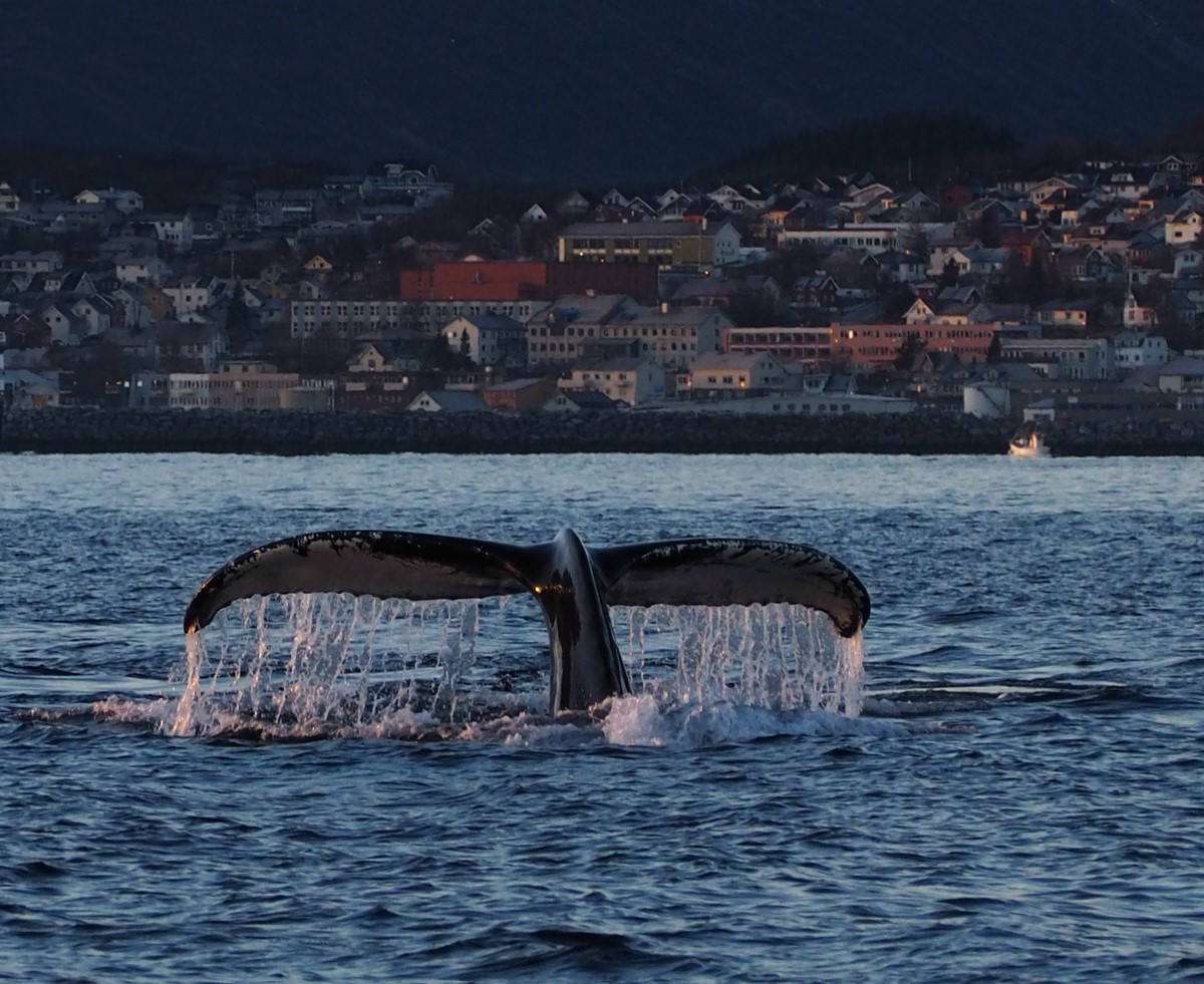 the fin of a diving whale outside Skjervøy
