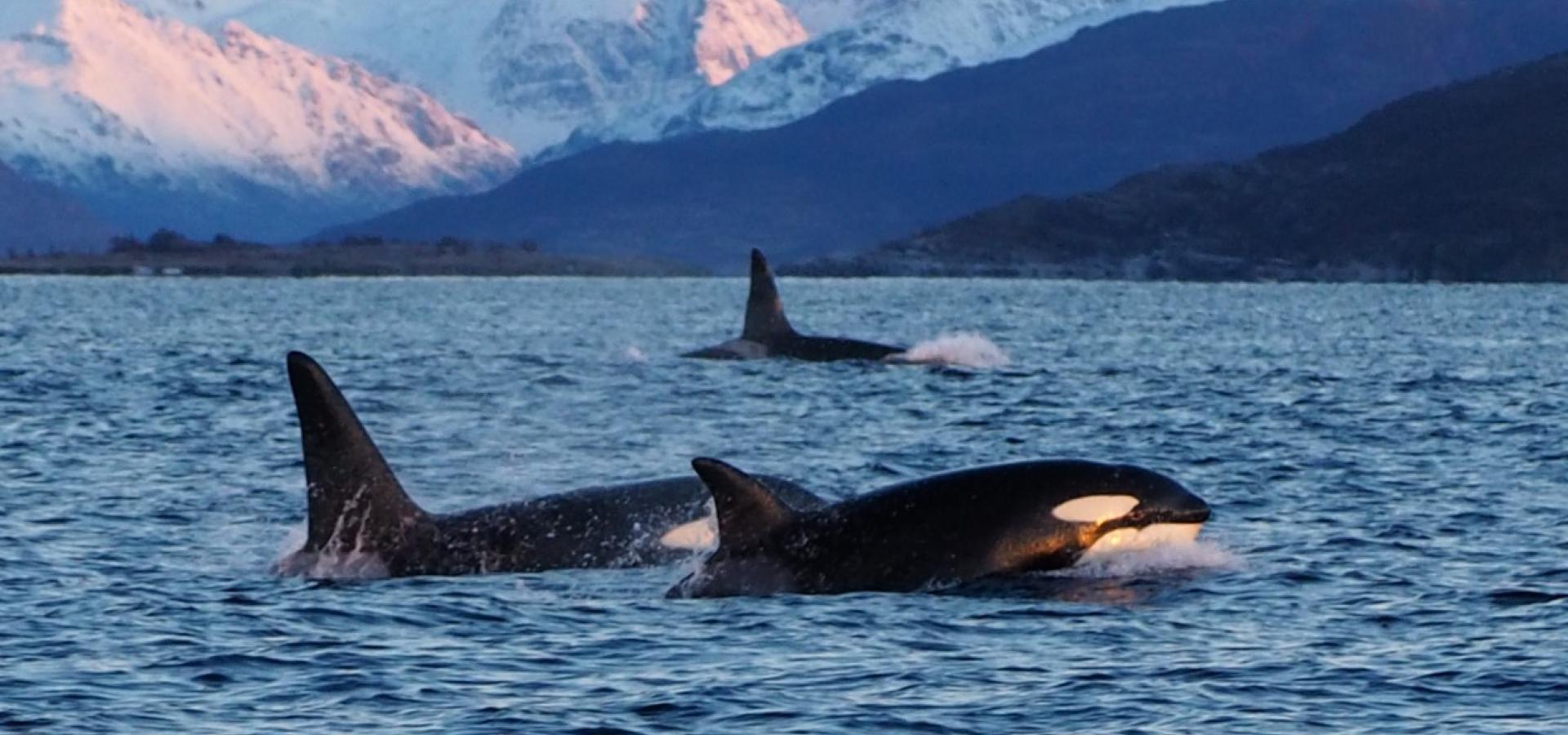 Orcas outside Skjervøy