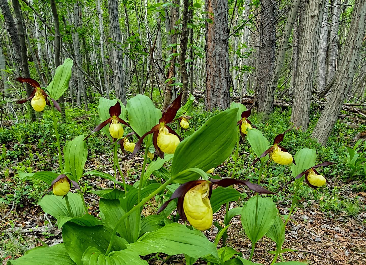 Mariskoen blomstrer i Lulledalen, Skibotndalen