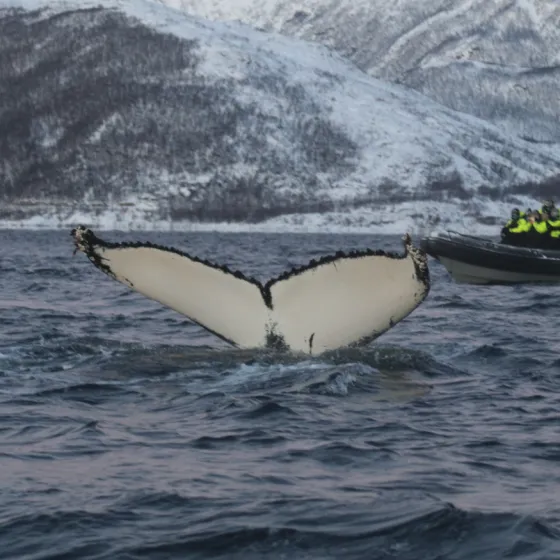 whale safari_Skjervøy