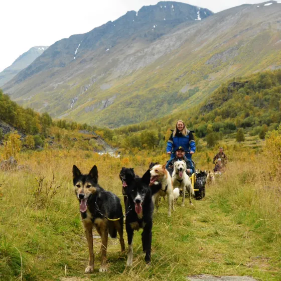 Dogsledding on wheels a autumn day