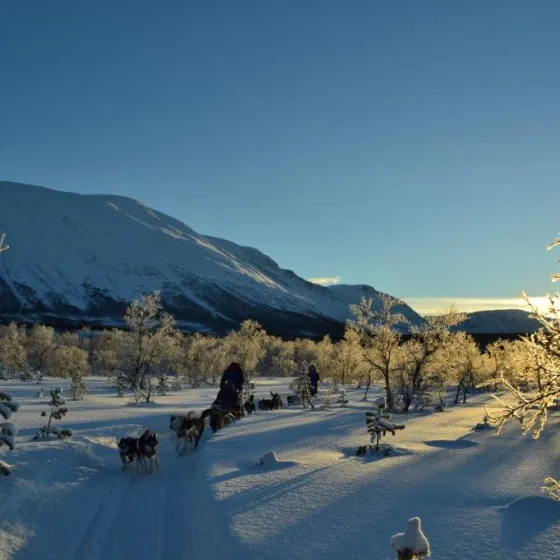 Dog sledding_Activenorth