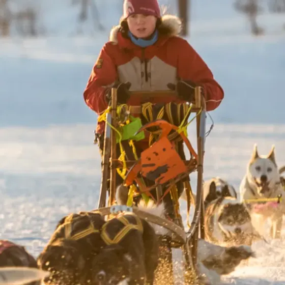 Dogsledding in Lyngenfjord