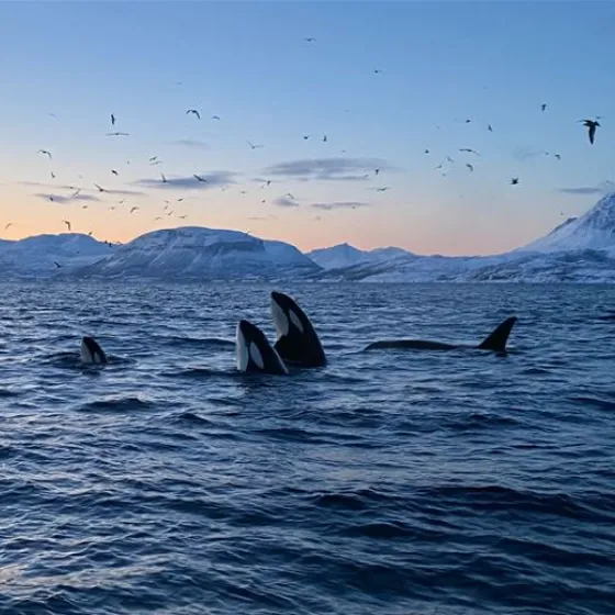 Whale Safari_Explore 70 degrees_Skjervøy