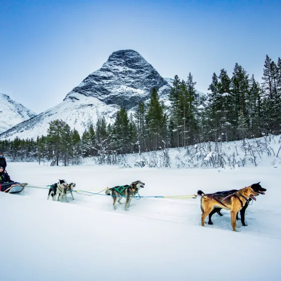Dogsledding on wheels a autumn day