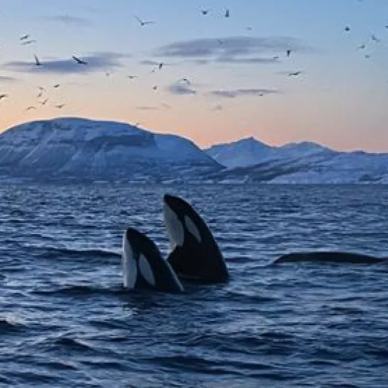 Whale Safari in Skjervøy