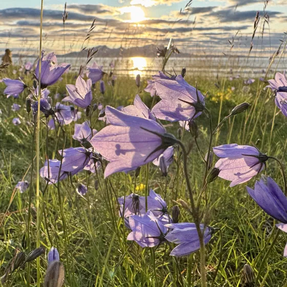 Midnight sun in Lyngenfjord