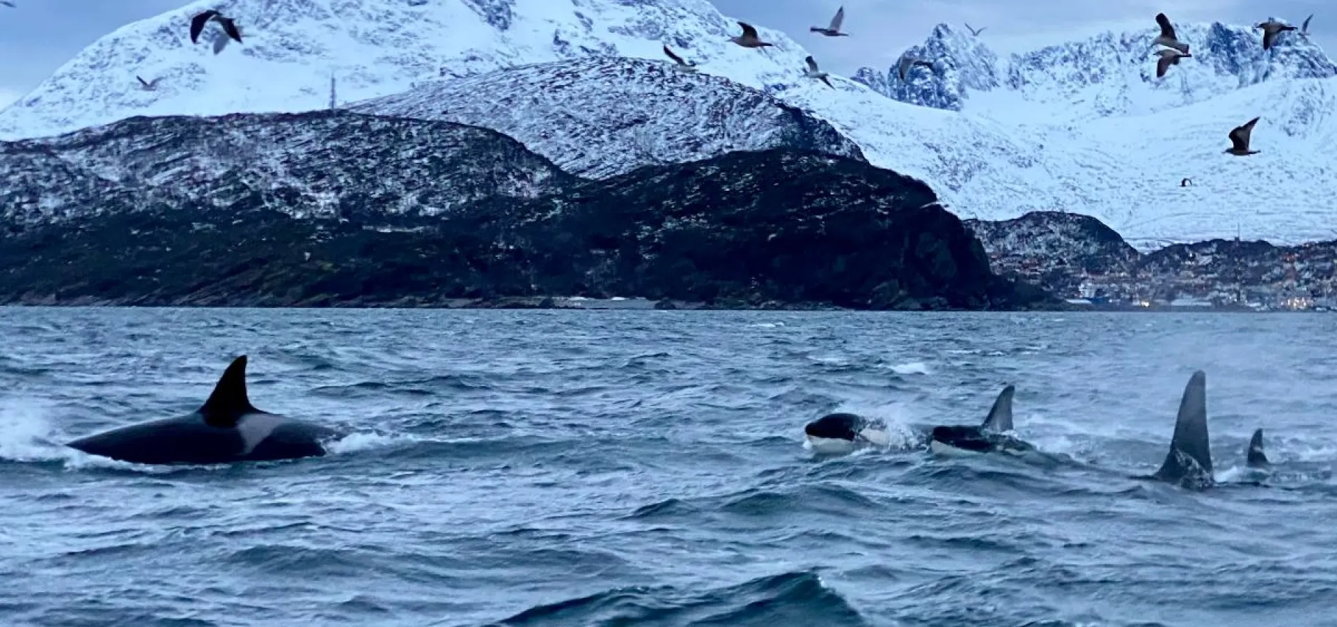 Hvalsafari fra Skjervøy - Explore 70 Degrees