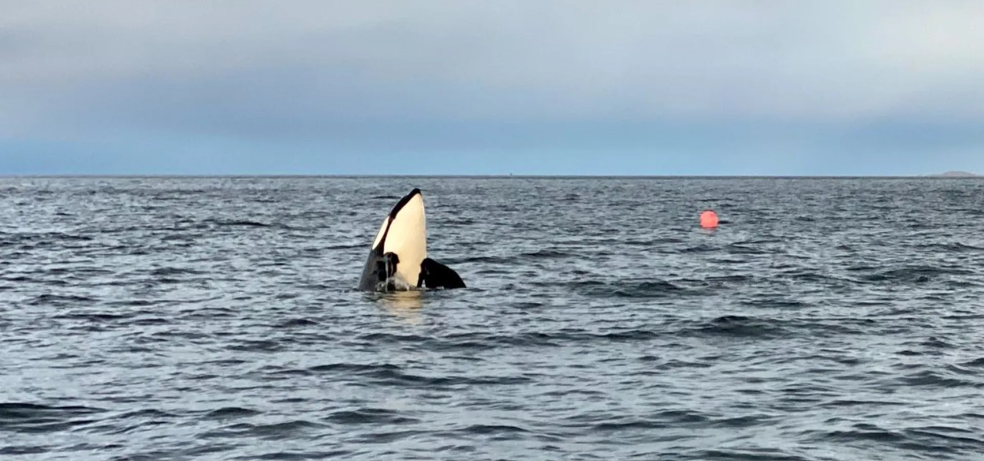 Hvalsafari fra Skjervøy - Explore 70 Degrees