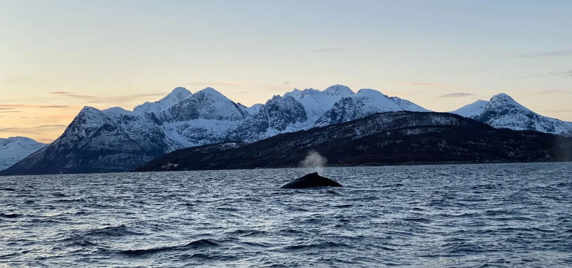 Hvalsafari fra Skjervøy - Explore 70 Degrees