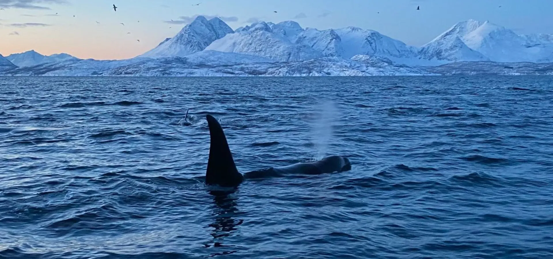 Hvalsafari fra Skjervøy - Explore 70 Degrees