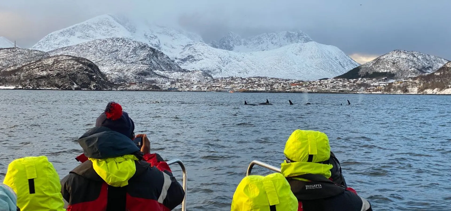 Hvalsafari fra Skjervøy - Explore 70 Degrees