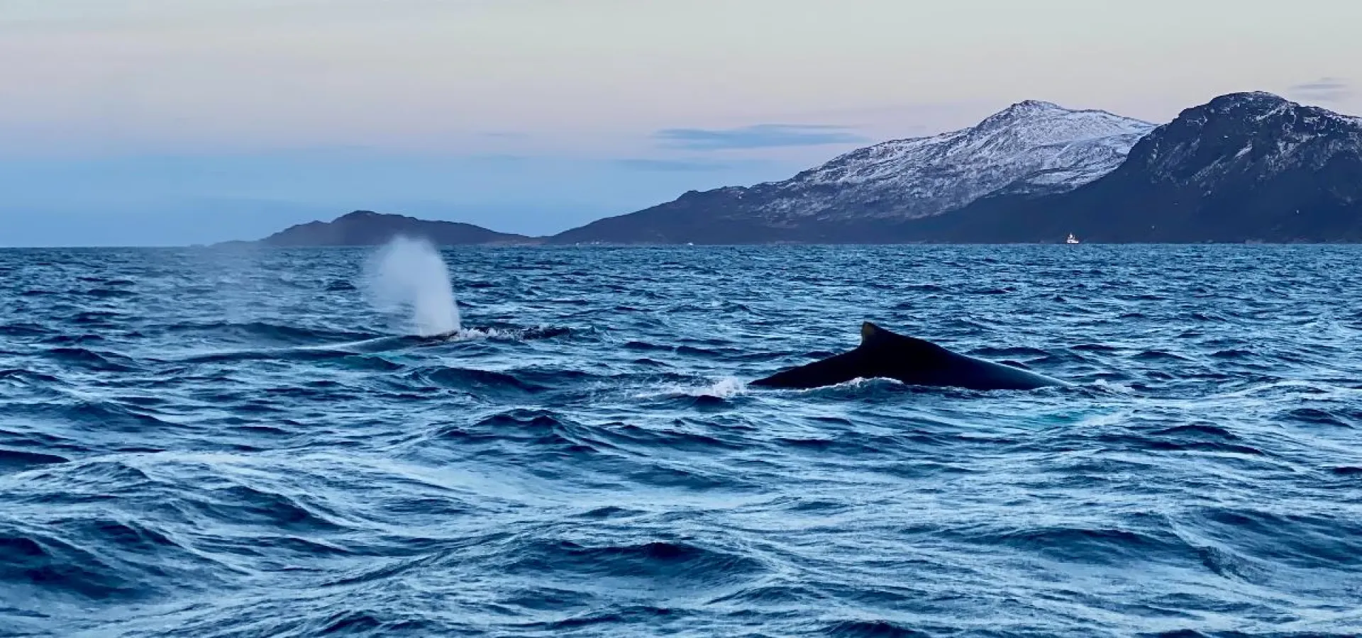 Hvalsafari fra Skjervøy - Explore 70 Degrees