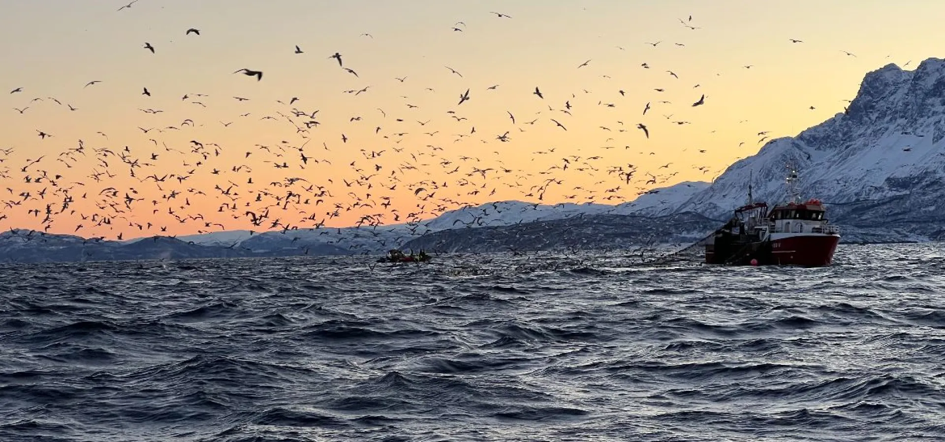 Hvalsafari fra Skjervøy - Explore 70 Degrees