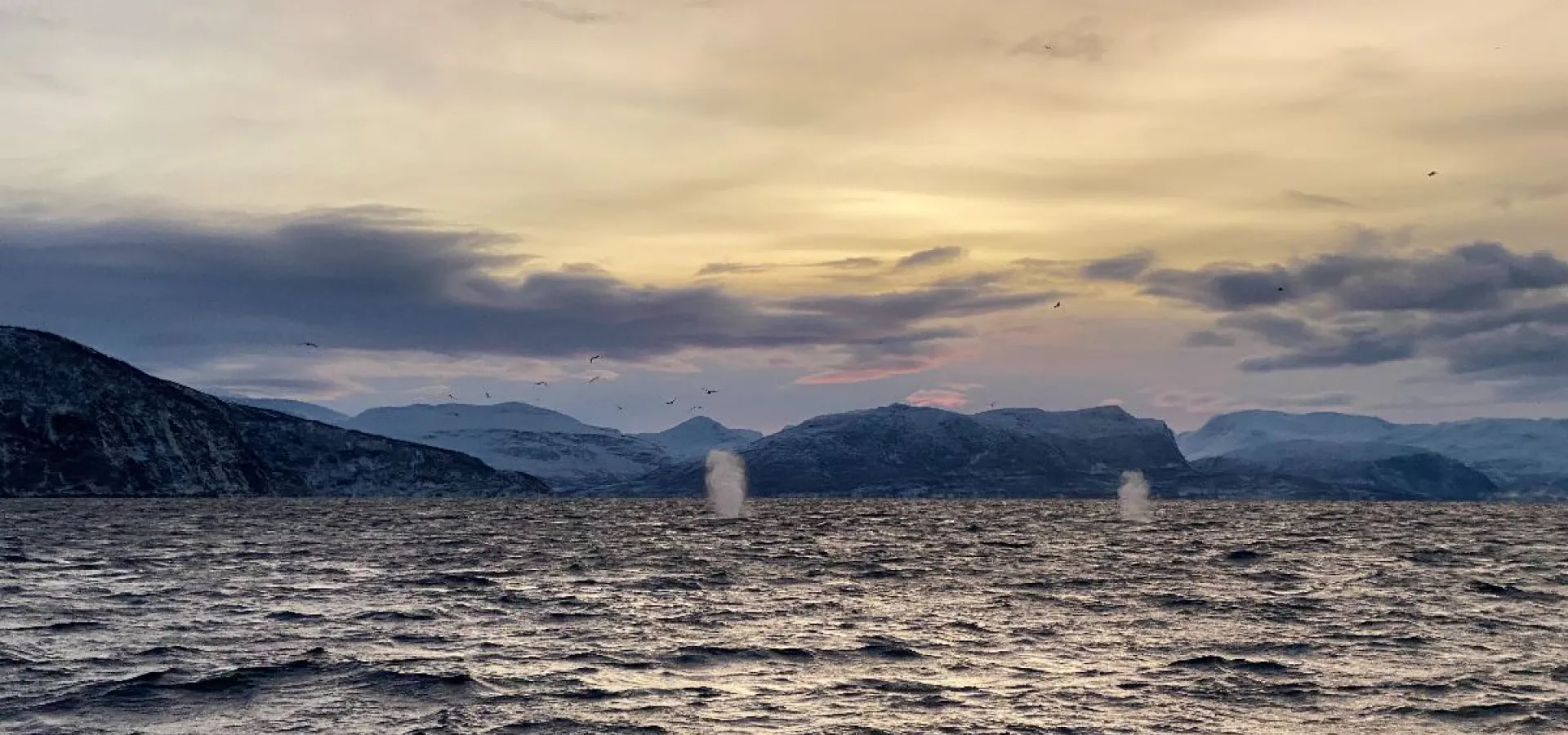 Hvalsafari fra Skjervøy - Explore 70 Degrees