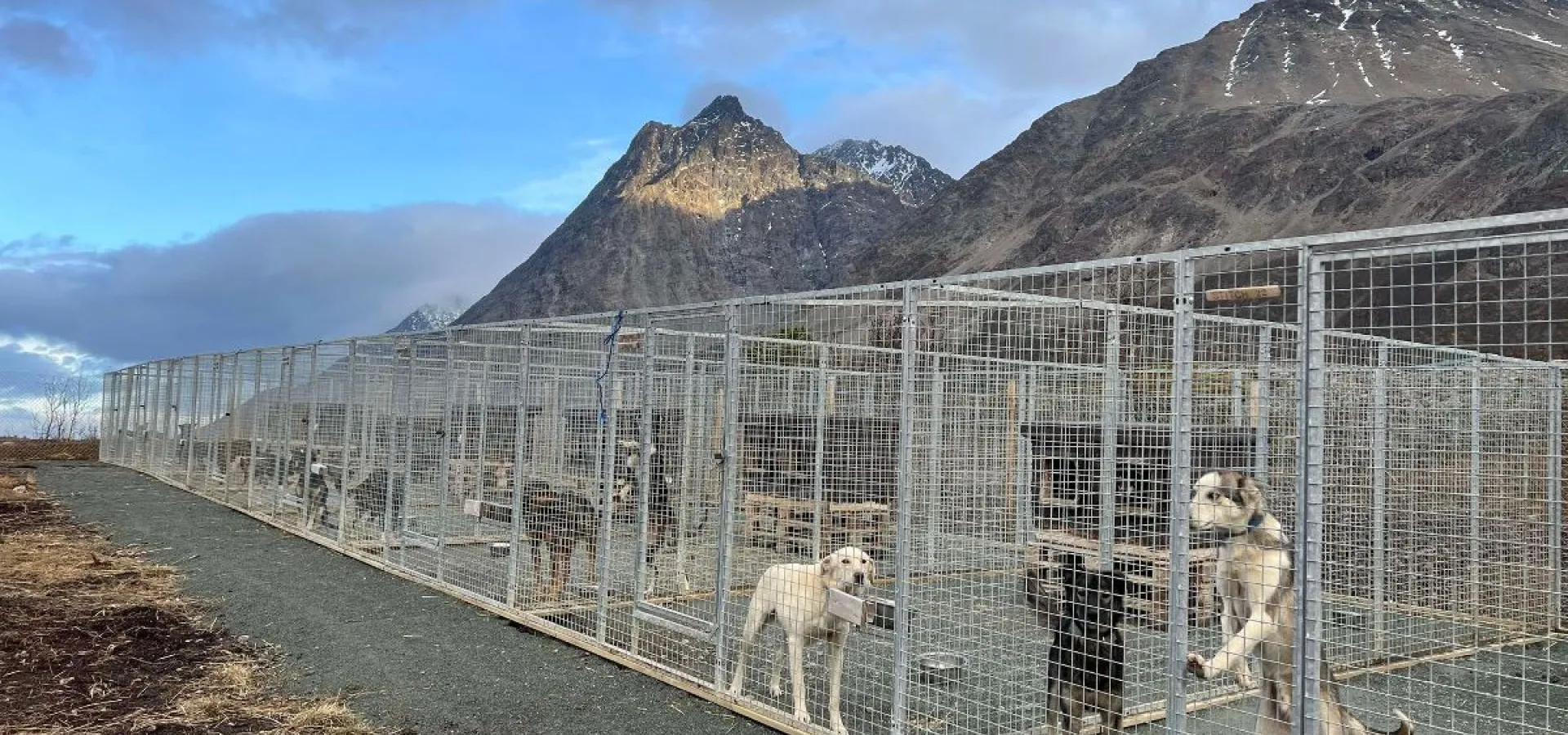 Lyngen Safari Hundegårdsbesøk på høsten