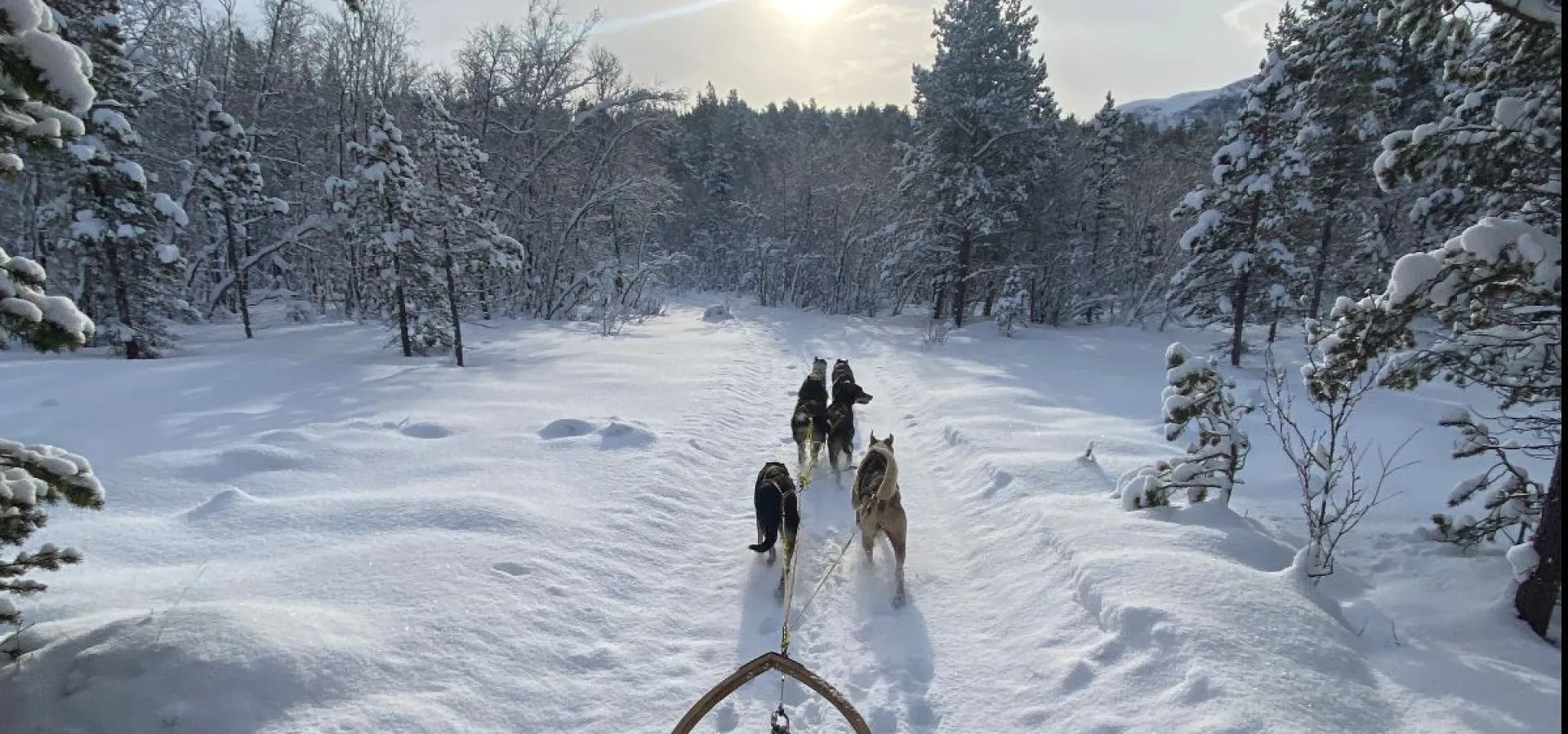          Hundekjøring i vakre Skibotn dalen - Avgang KILPISJÄRVI