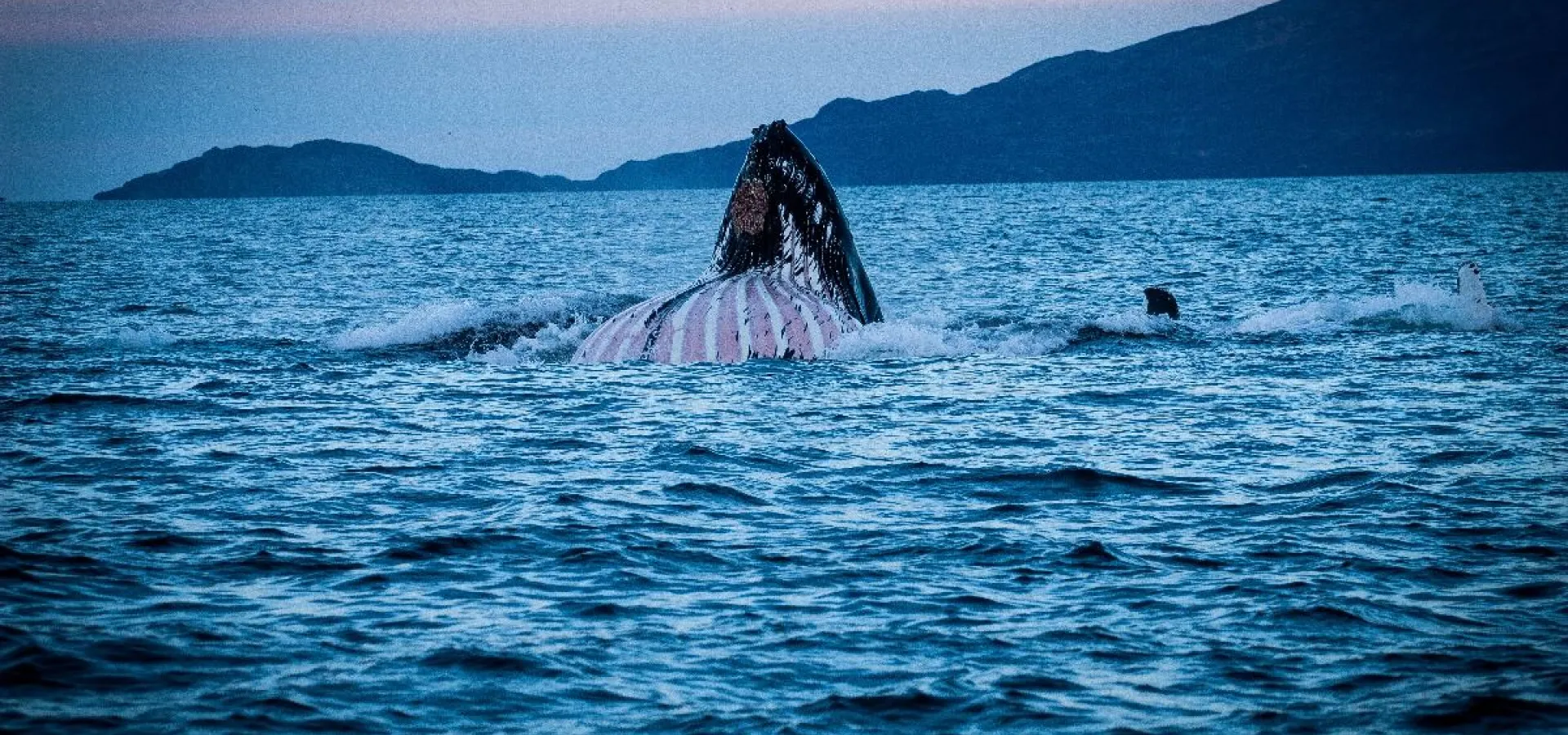 Hvalsafari i lukket båt fra Skjervøy - Dervola Adventure