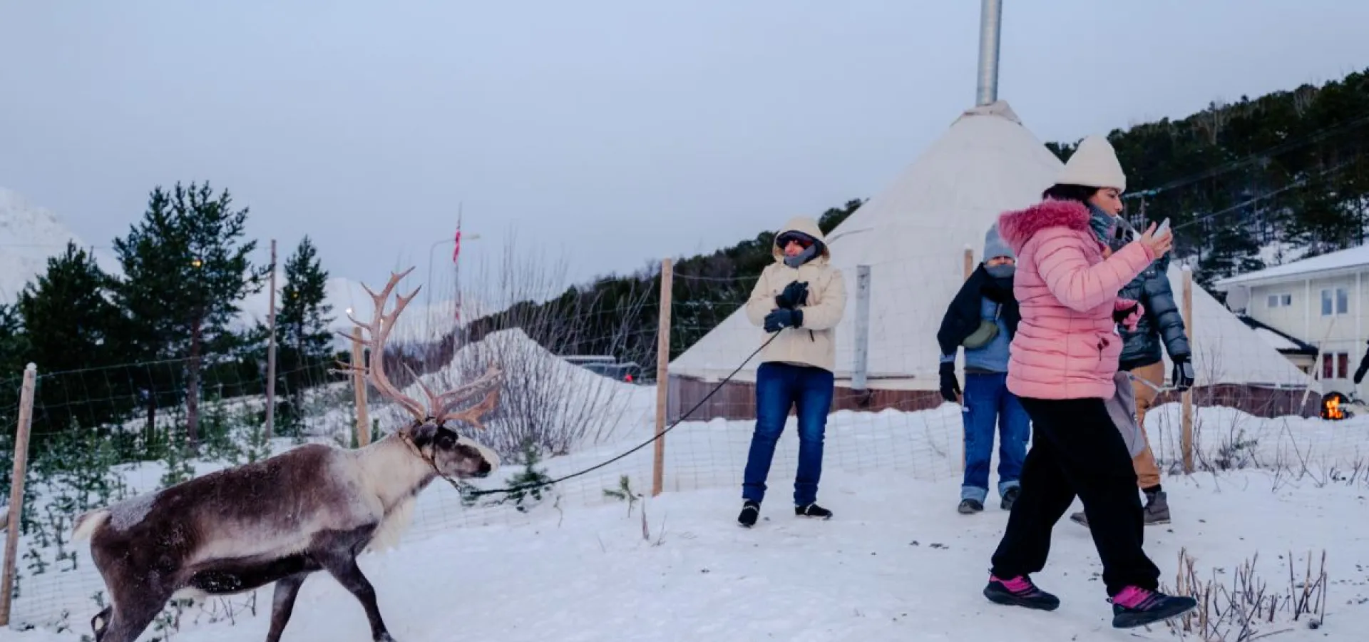 Reinsledekjøring i Skibotndalen - dagstur med the Samiway