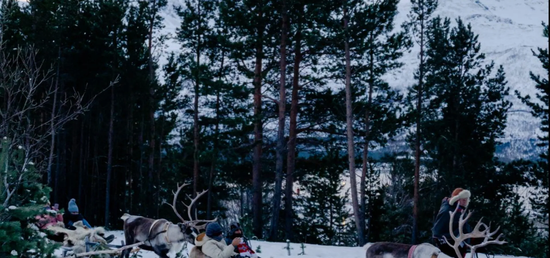 Reinsledekjøring i Skibotndalen - kveldstur med the Samiway