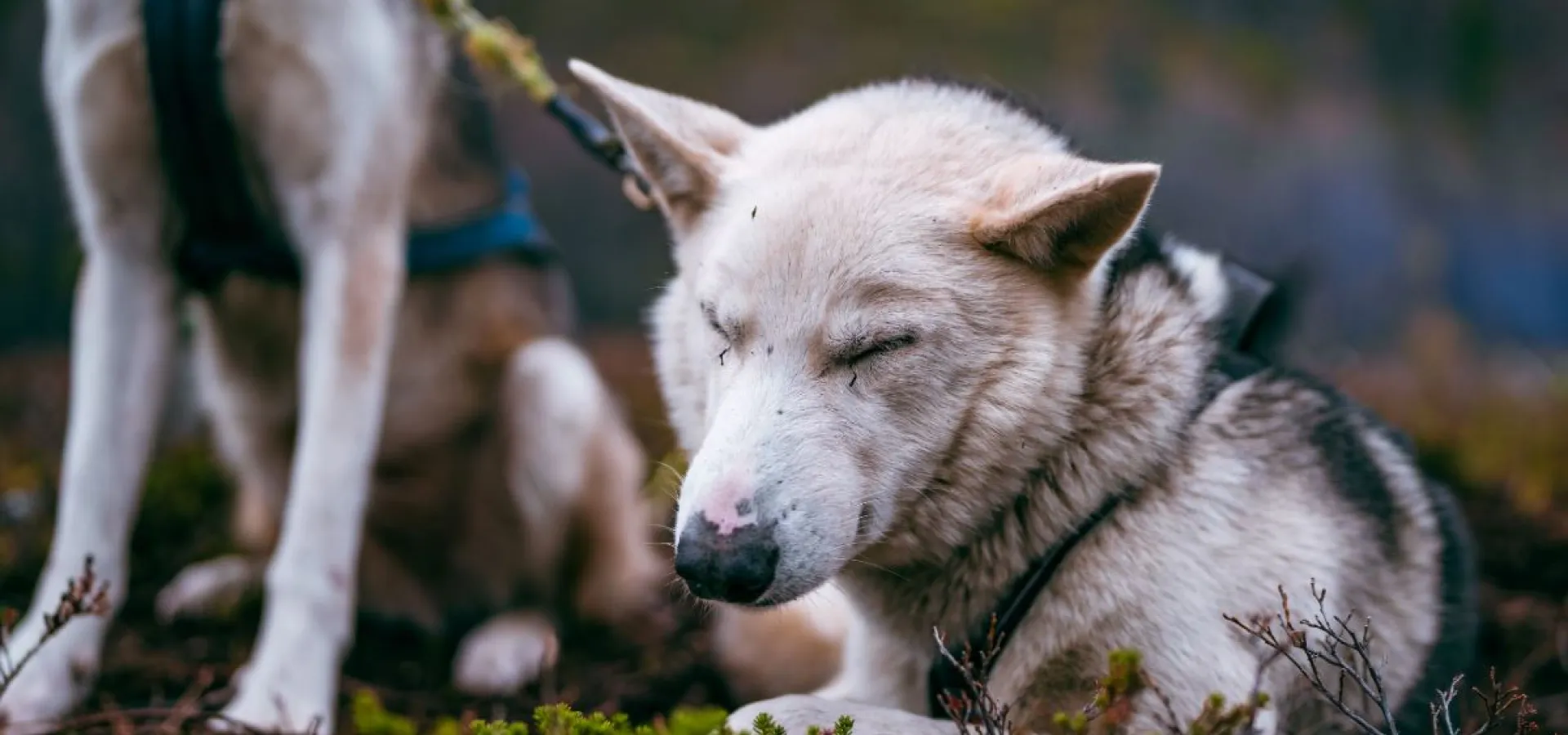 Hundesledetur på hjul - Lyngen Outdoor Experiences