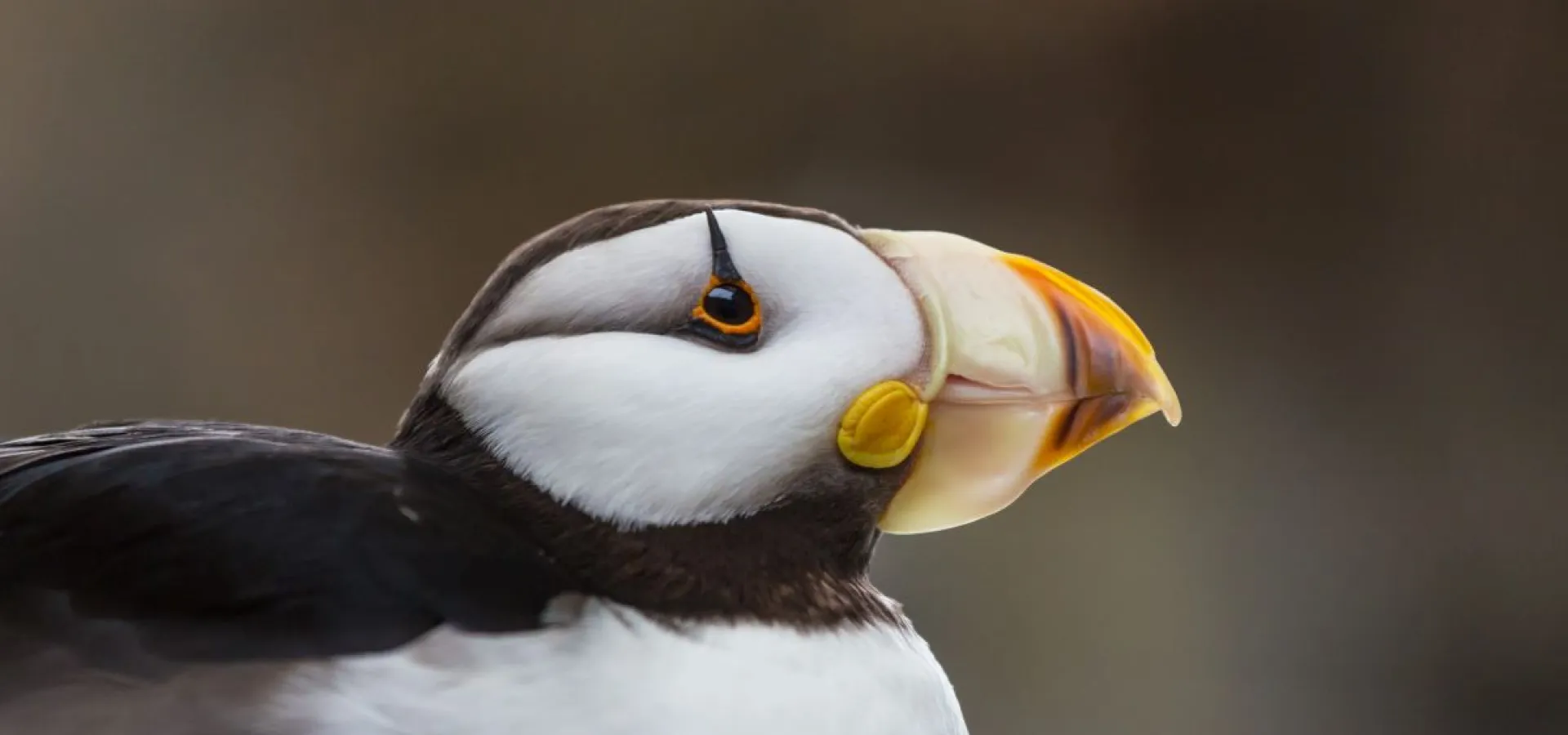 Puffin