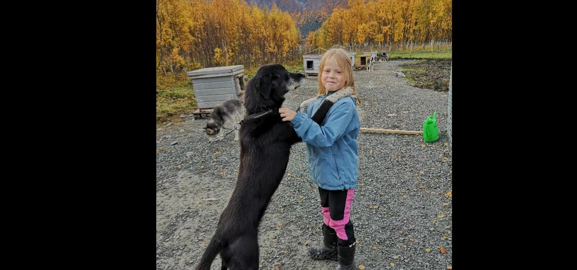 Lyngen Safari Besøk i hundegården - Møt våre firbeinte helter i sommer! - Lyngen Safari