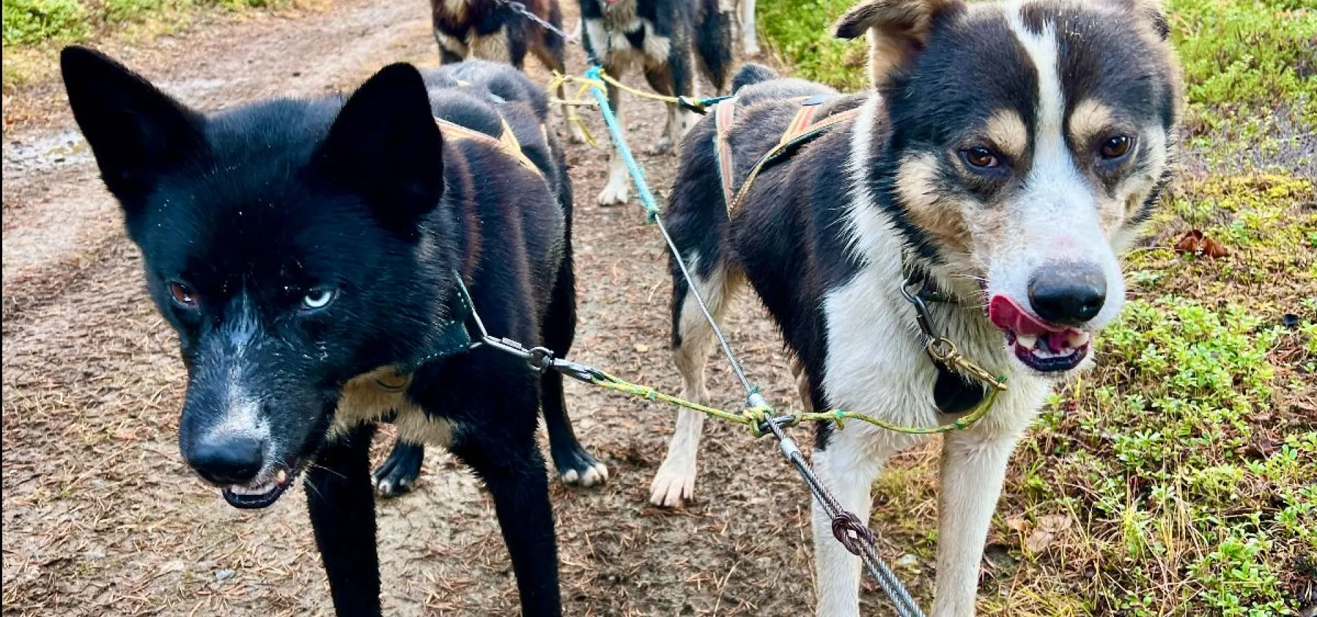 Kennel besøk hos Activenorth