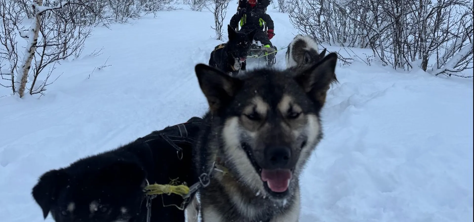 Kennel besøk hos Activenorth