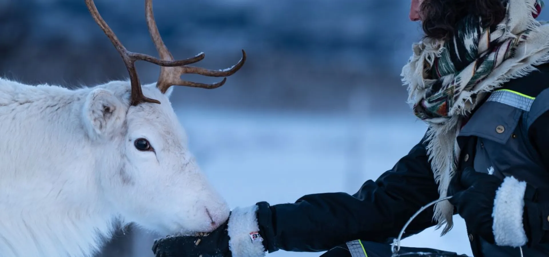 Reindeer Feeding and Sami Culture - 1pm departure
