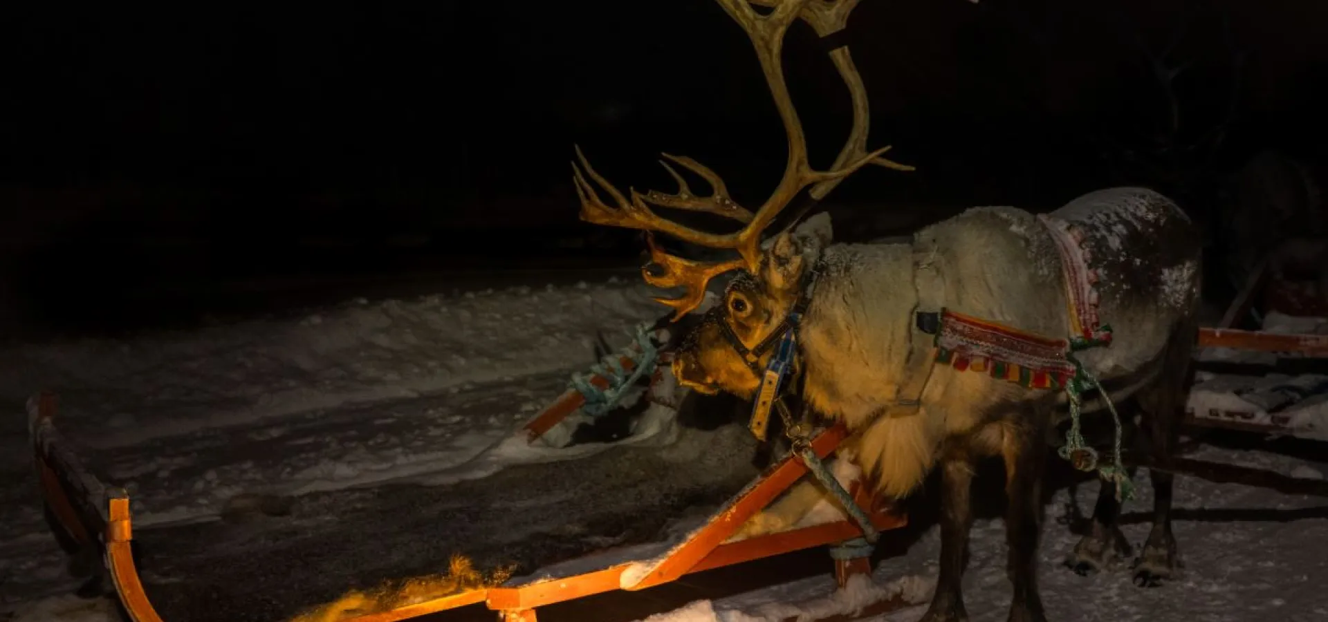 Reindeer Sledding, Reindeer Feeding and Sami Culture with a Chance of Northern Lights