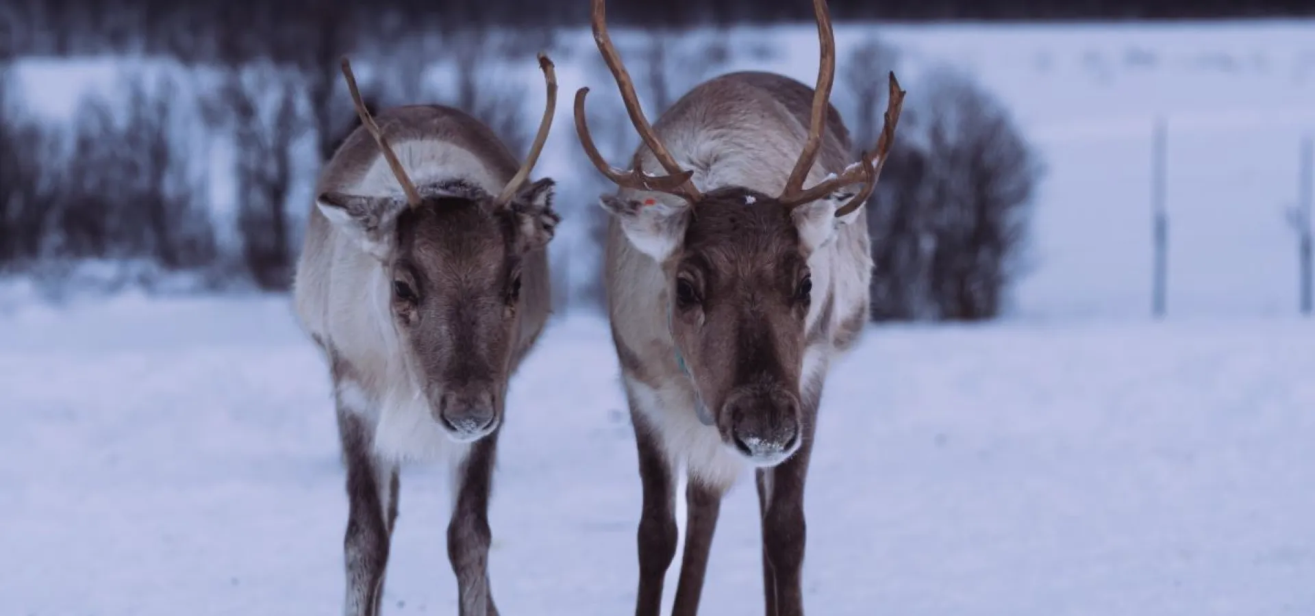 Reindeer Feeding and Sami Culture - 1pm departure