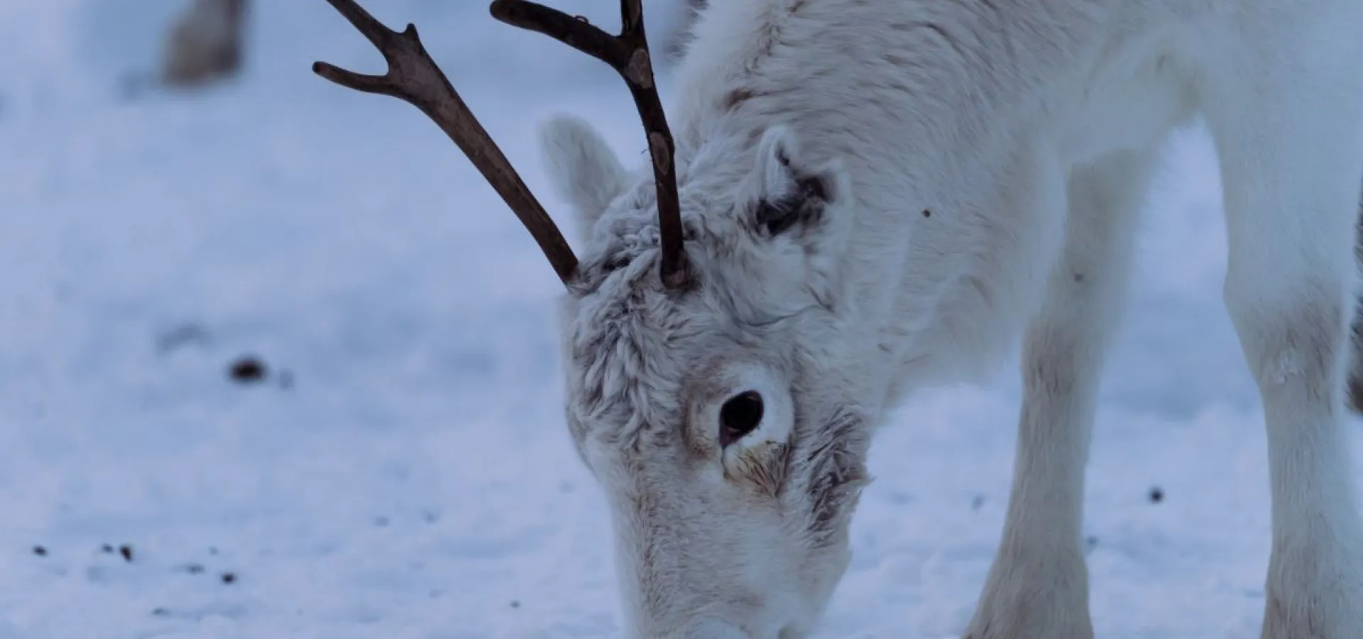 Reindeer Feeding and Sami Culture - 1pm departure