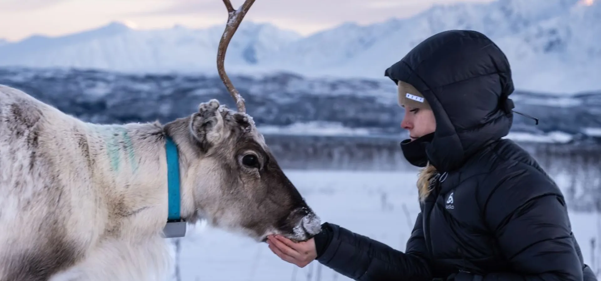 Reindeer Feeding and Sami Culture - 1pm departure