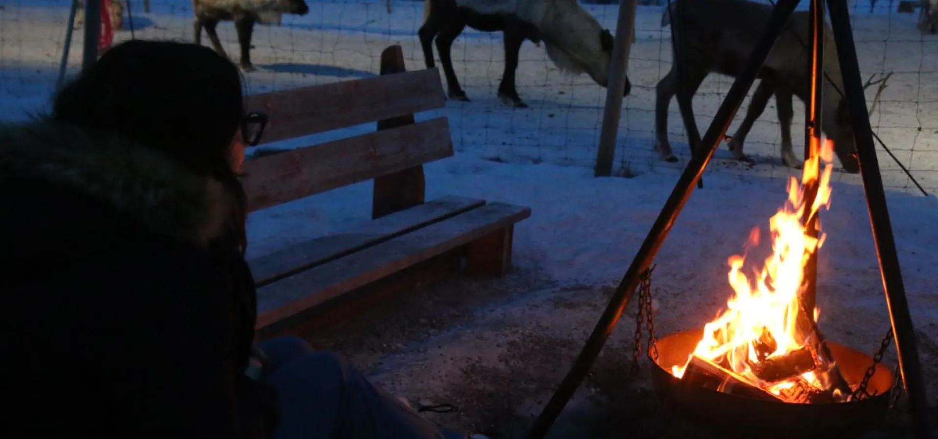 Overnight in Lavvo and Reindeer Feeding with Chance of Northern Lights