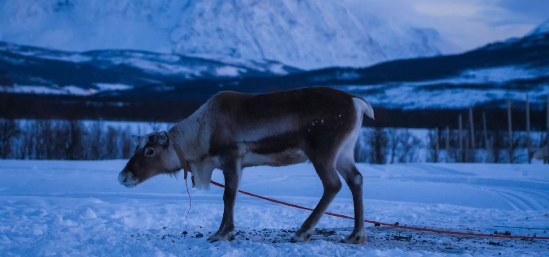 Overnight in Lavvo and Reindeer Feeding with Chance of Northern Lights