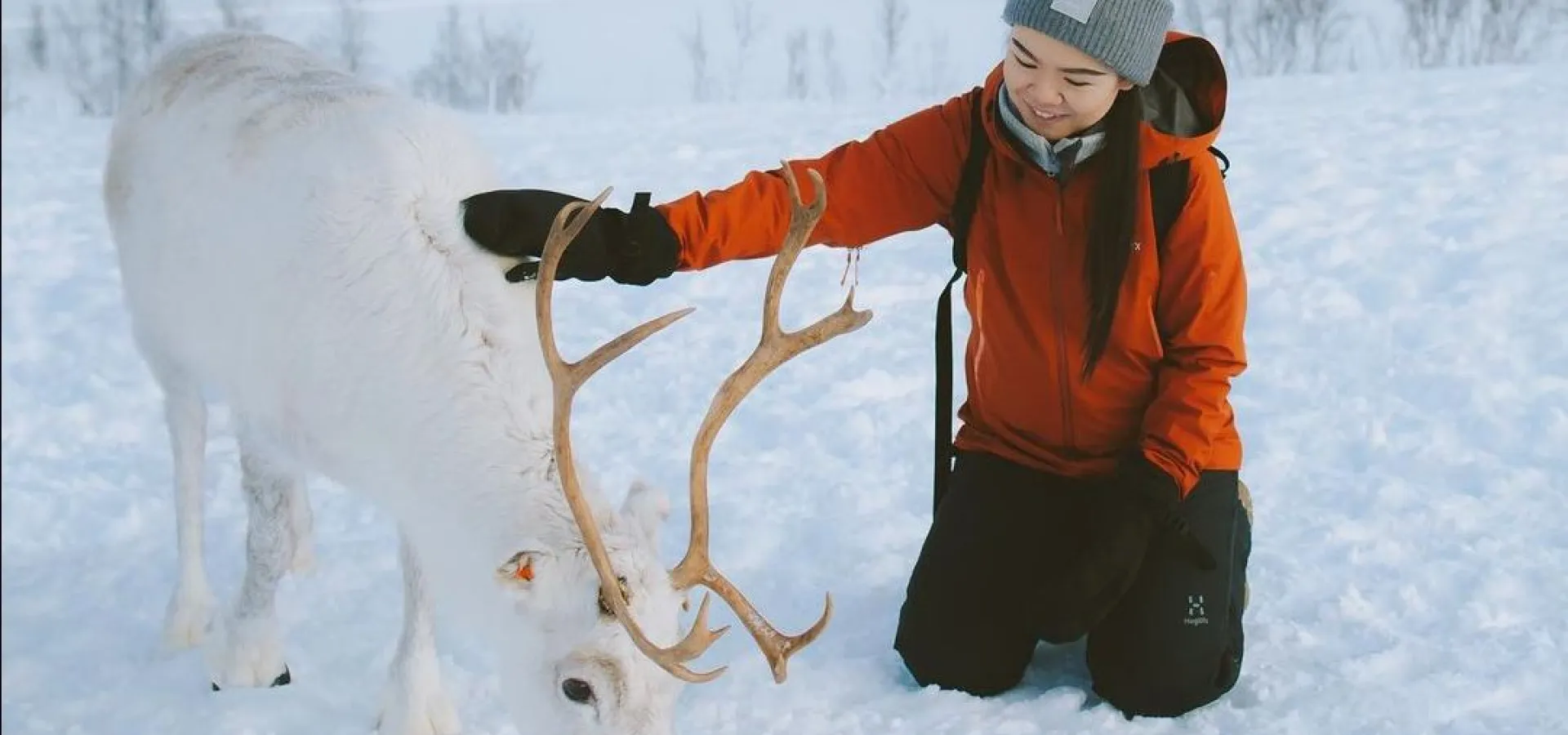 Reindeer Feeding and Sami Culture