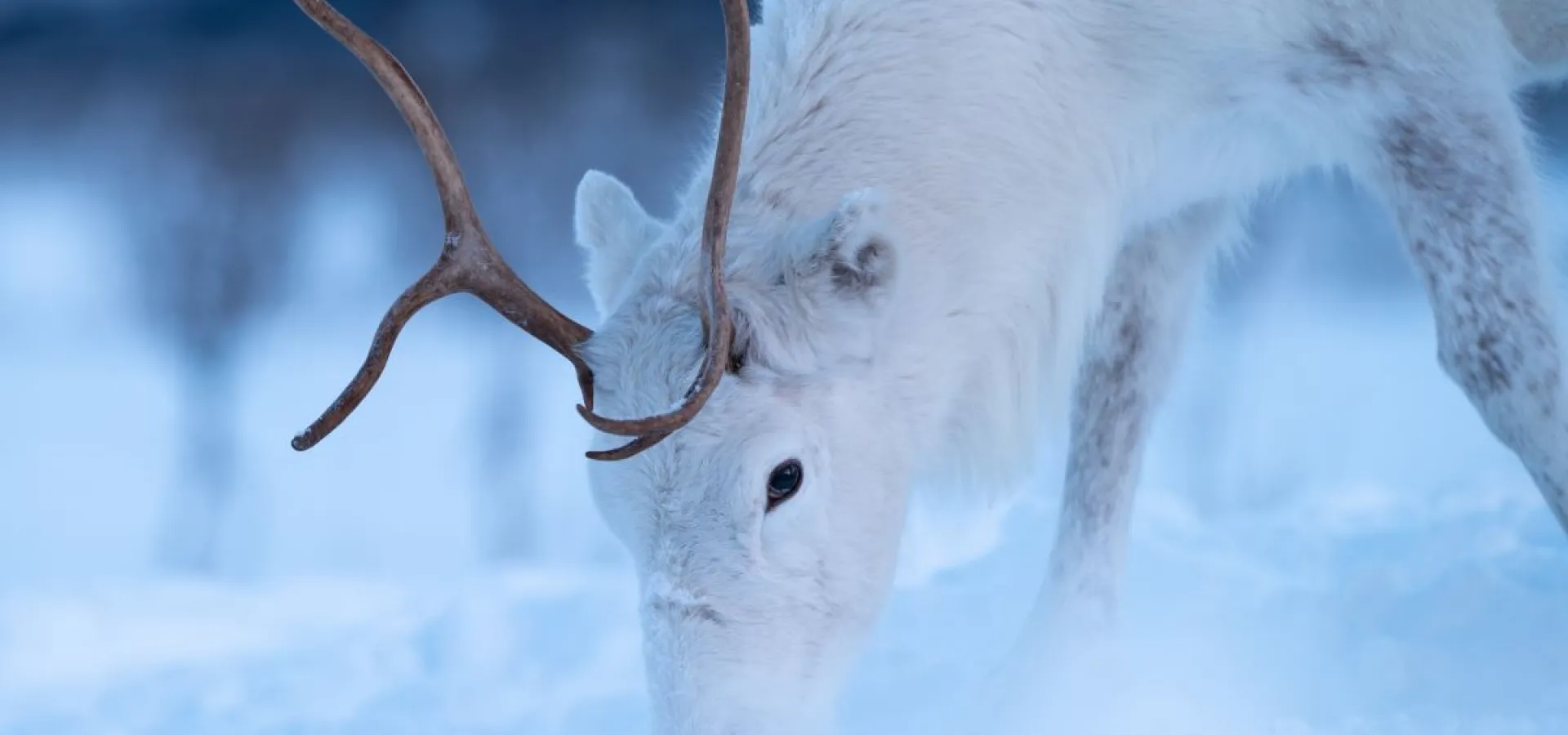 Reindeer Feeding and Sami Culture
