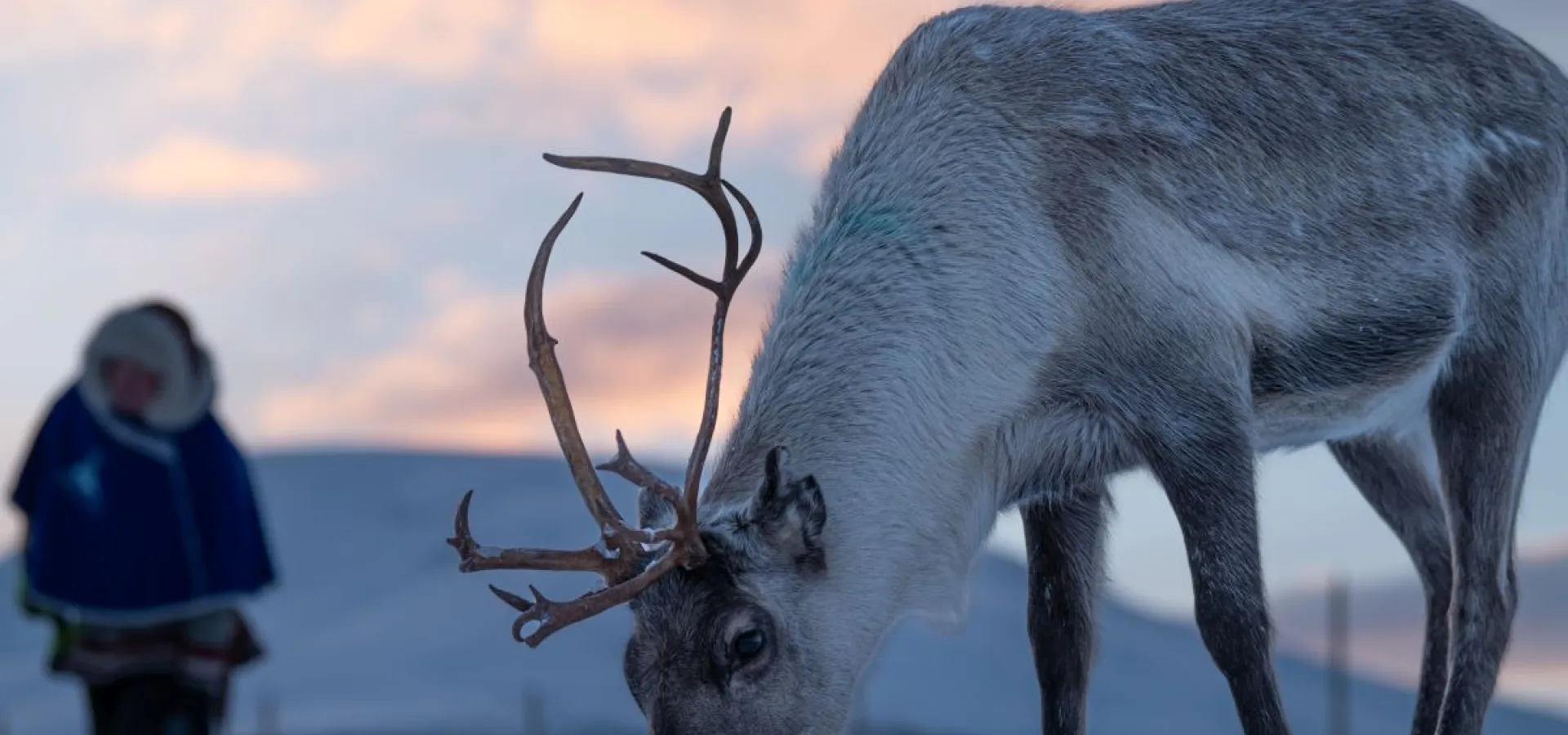 Reindeer Feeding and Sami Culture