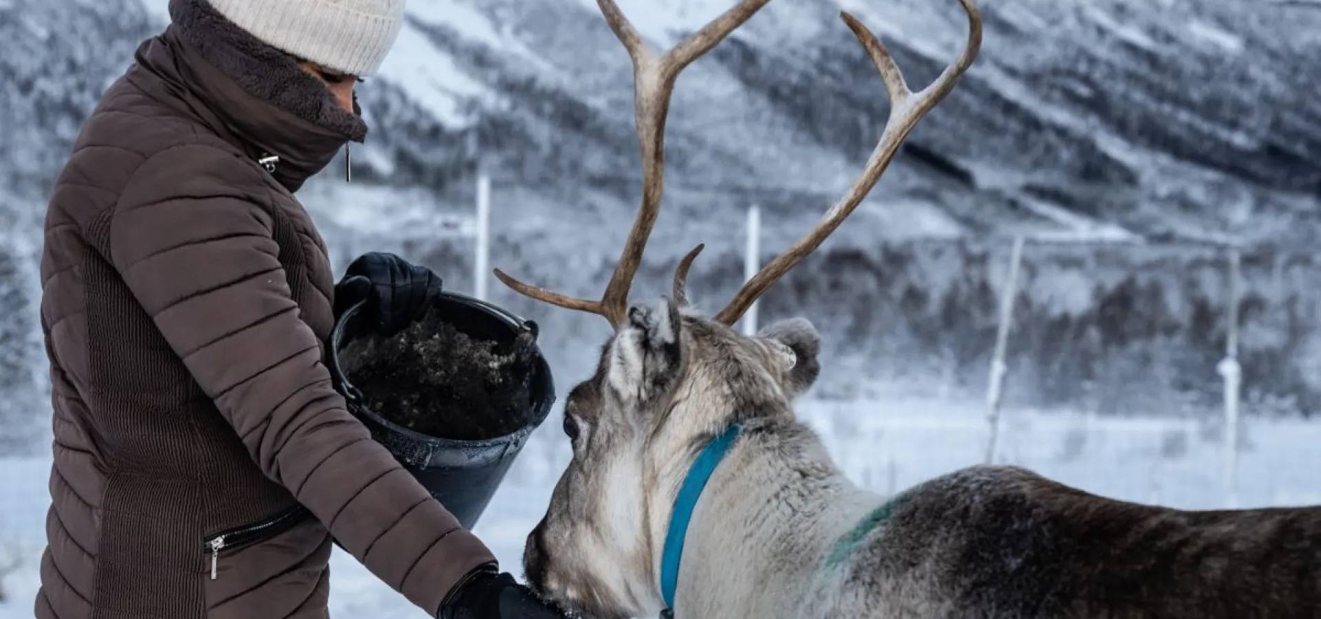 Reindeer Feeding and Sami Culture