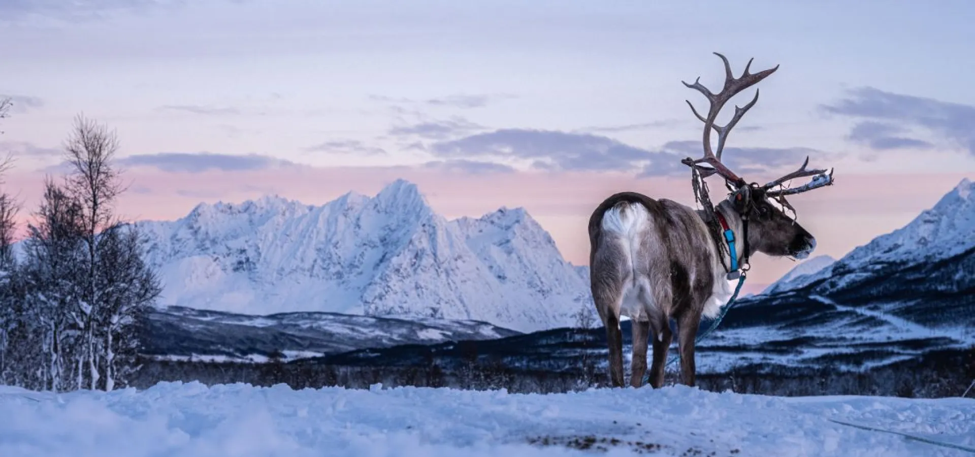 Reindeer Feeding and Sami Culture
