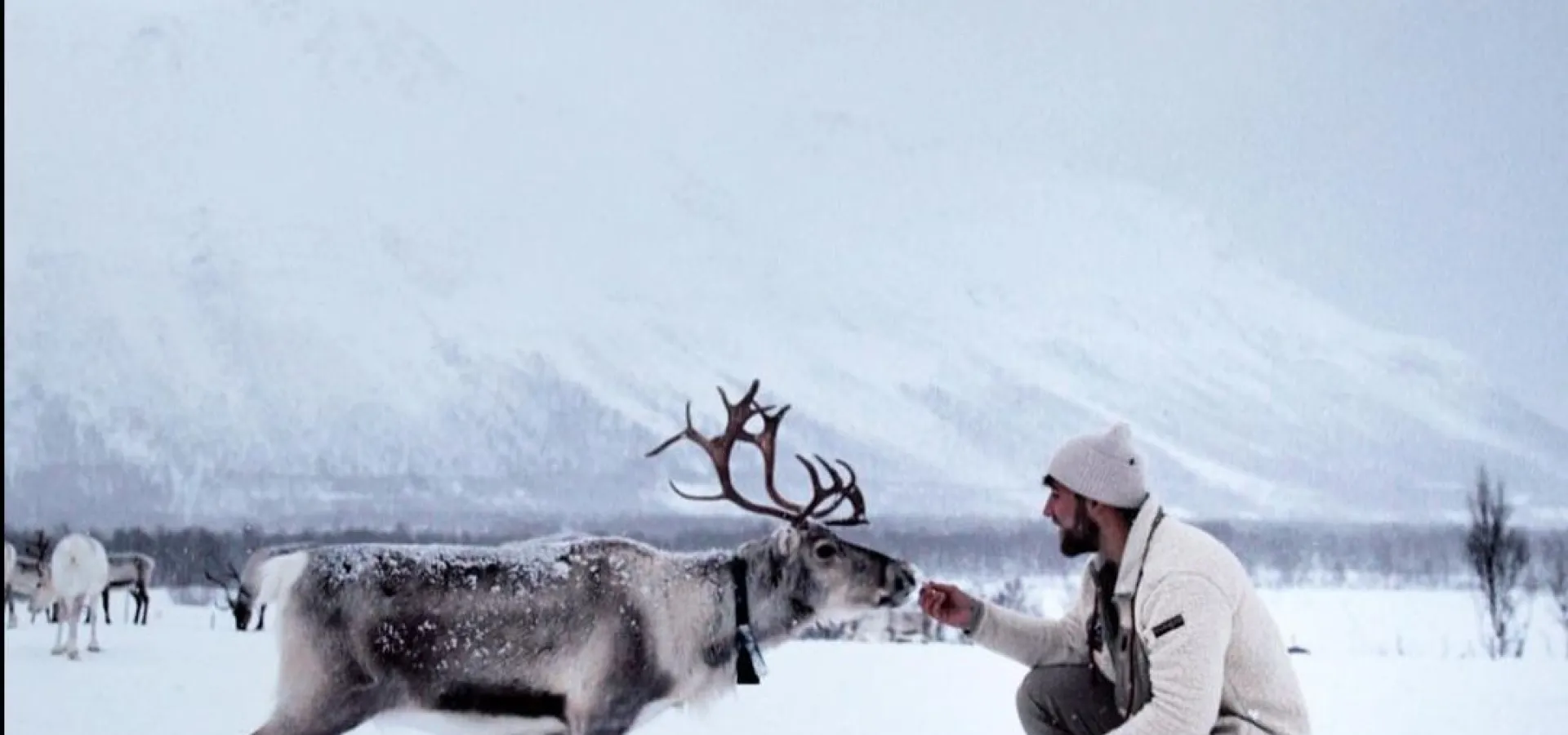 Reindeer Sledding, Reindeer Feeding and Sami Culture