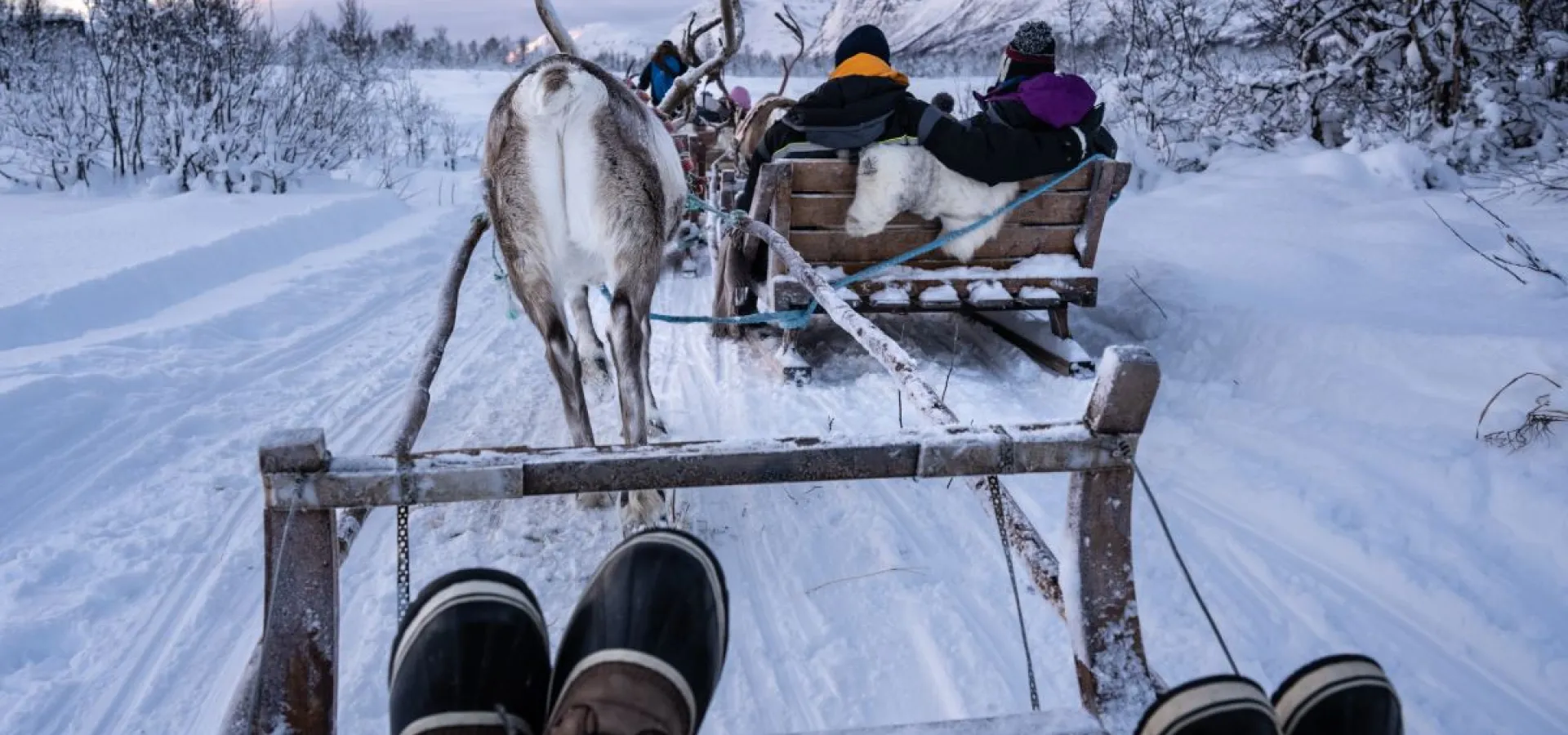 Reindeer Sledding, Reindeer Feeding and Sami Culture
