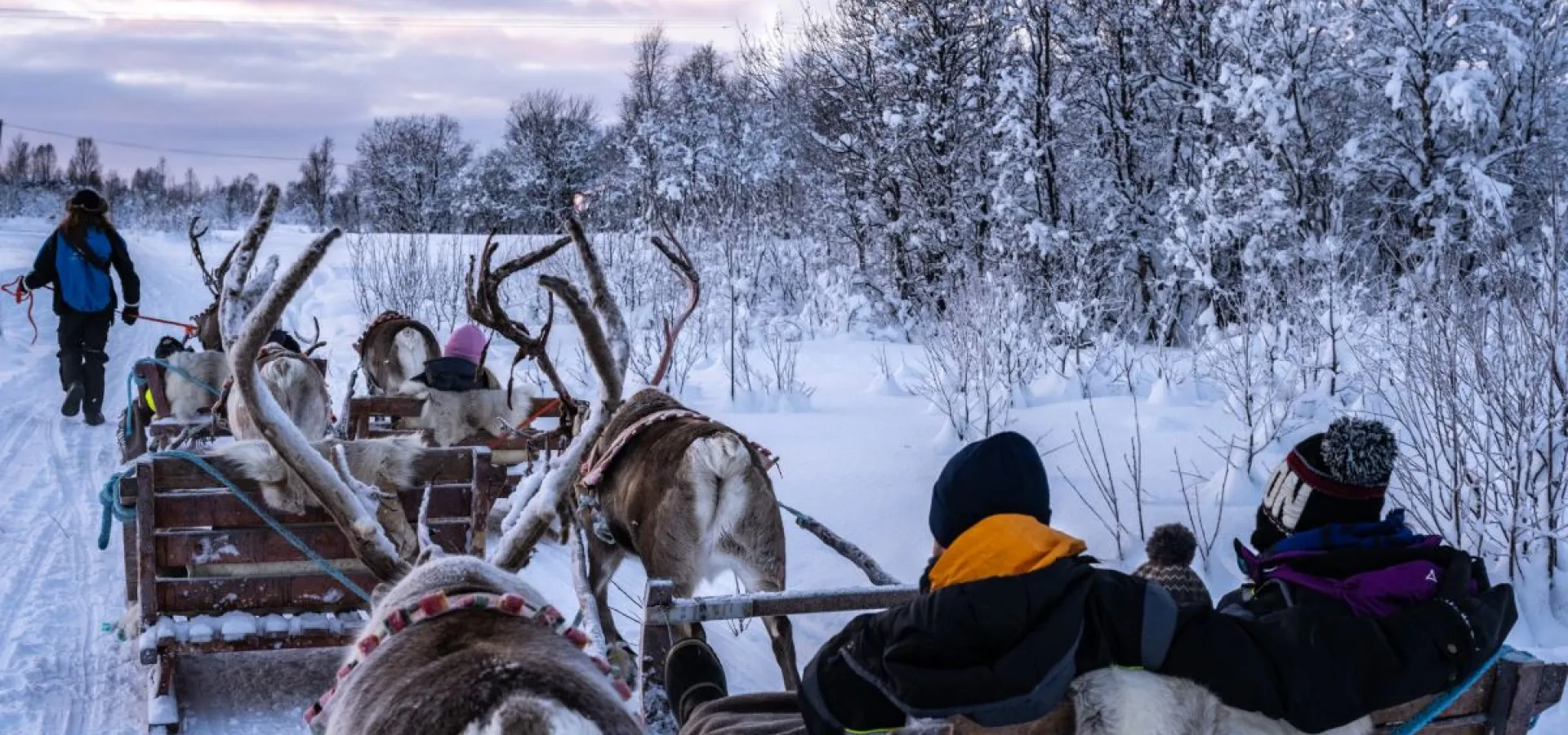 Reindeer Sledding, Reindeer Feeding and Sami Culture