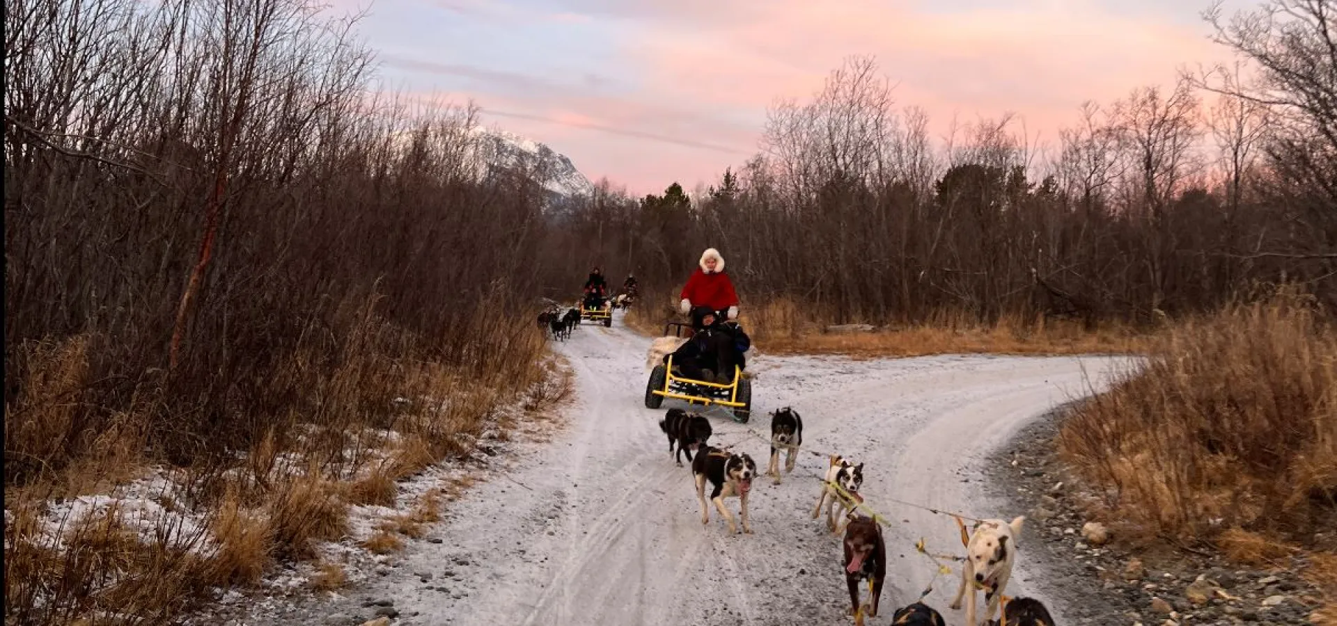 Hundekjøring på hjul - Activenorth