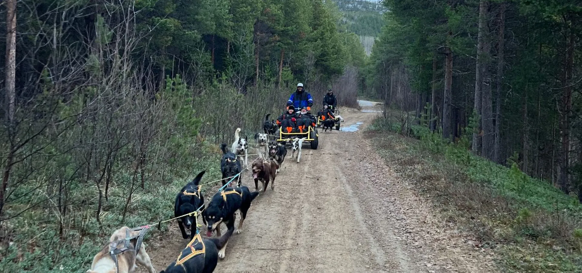 Hundekjøring på hjul - Activenorth