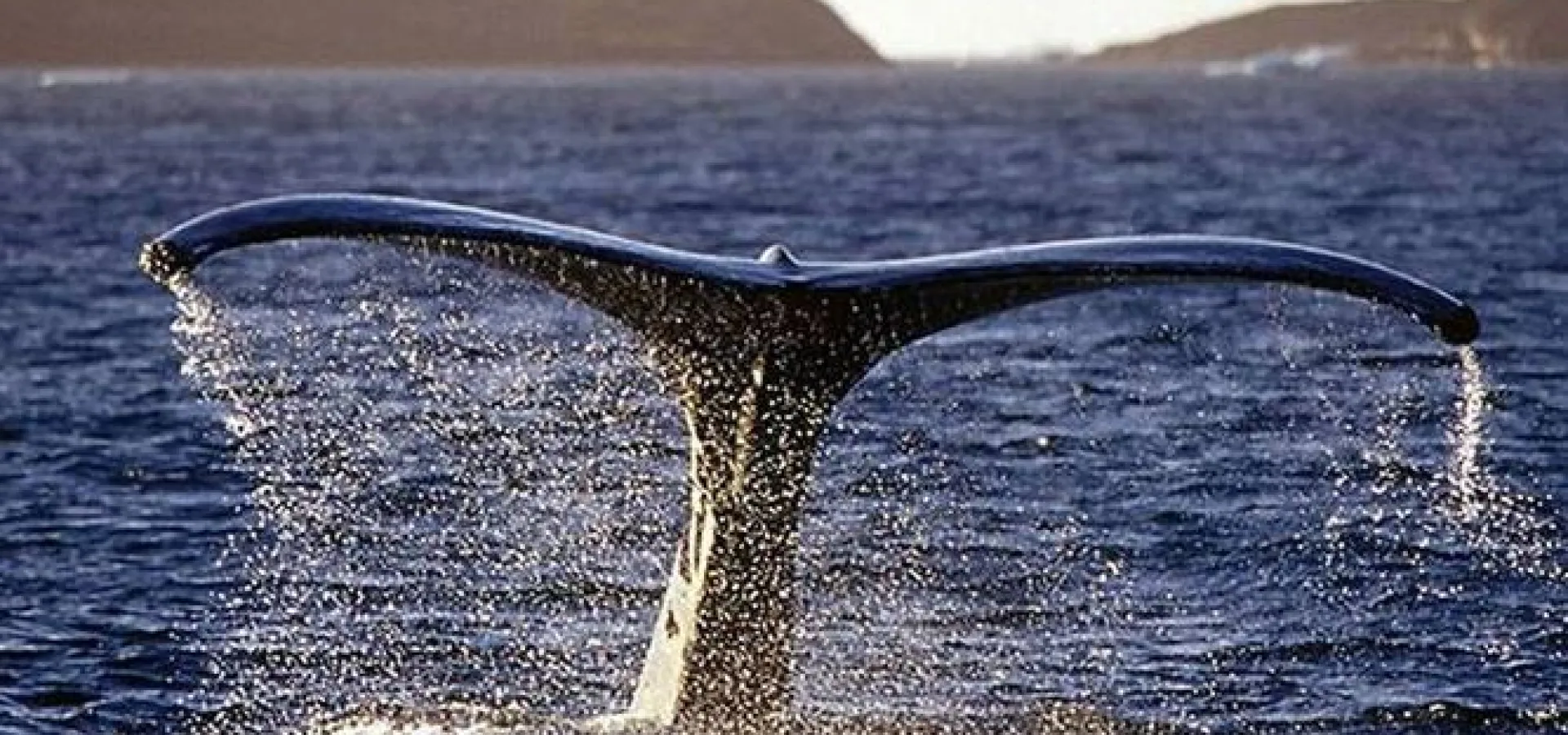 Hvalopplevelse - Med transport fra Tromsø - Lyngen Experience